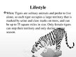 Prezentācija 'White Bengal Tiger', 7.