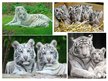 Prezentācija 'White Bengal Tiger', 8.