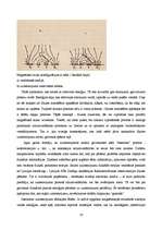 Referāts 'Saule un tās enerģija', 16.