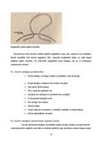 Referāts 'Saule un tās enerģija', 26.