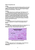 Referāts 'Kļūdu labojums patoloģijā', 13.