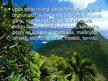 Prezentācija 'Tropu mežs', 14.