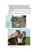 Konspekts 'Zīdītāji', 5.