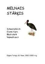 Referāts 'Melnais stārķis', 1.