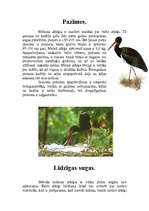 Referāts 'Melnais stārķis', 2.