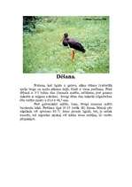 Referāts 'Melnais stārķis', 5.