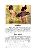 Referāts 'Melnais stārķis', 6.