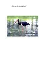 Referāts 'Melnais stārķis', 8.