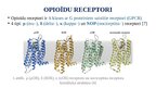 Prezentācija 'Opioīdu receptori', 2.