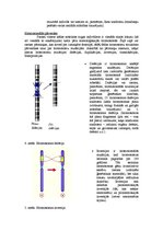 Referāts 'Gēnu mutācijas, homosomālās pārveidnes, multifaktoriālās slimības', 5.