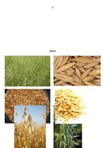 Referāts 'Graudaugi', 31.