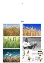 Referāts 'Graudaugi', 32.