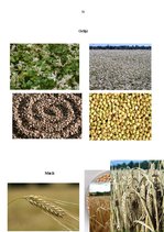 Referāts 'Graudaugi', 33.