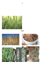 Referāts 'Graudaugi', 34.