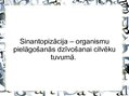 Prezentācija 'Pilsētas dzīvnieku valsts', 3.