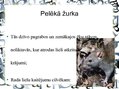 Prezentācija 'Pilsētas dzīvnieku valsts', 7.