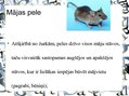 Prezentācija 'Pilsētas dzīvnieku valsts', 8.
