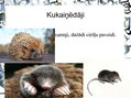 Prezentācija 'Pilsētas dzīvnieku valsts', 9.