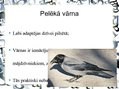 Prezentācija 'Pilsētas dzīvnieku valsts', 13.