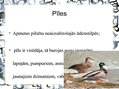 Prezentācija 'Pilsētas dzīvnieku valsts', 16.