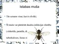 Prezentācija 'Pilsētas dzīvnieku valsts', 21.