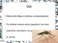Prezentācija 'Pilsētas dzīvnieku valsts', 23.