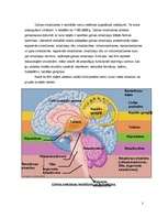 Referāts 'Galvas smadzeņu nodalījumi, uzbūve un svarīgākās funkcijas', 3.