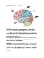 Referāts 'Galvas smadzeņu nodalījumi, uzbūve un svarīgākās funkcijas', 6.