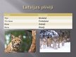 Prezentācija 'Latvijas plēsēji', 1.