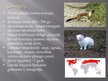 Prezentācija 'Latvijas plēsēji', 15.