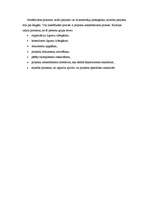 Eseja 'Projekta vadlīnijas prezentācija', 4.