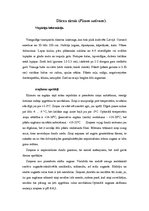 Konspekts 'Dārza zirnis (Pisum sativum)', 1.