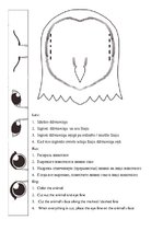 Paraugs 'Dzīvnieku acis', 1.