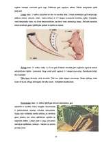 Referāts 'Senā muzicēšana mūsdienās', 18.
