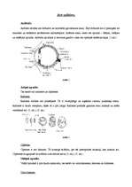 Konspekts 'Acs uzbūve', 2.