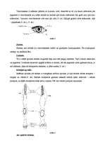 Konspekts 'Acs uzbūve', 3.