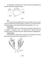 Konspekts 'Acs uzbūve', 4.