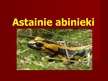 Prezentācija 'Astainie abinieki', 1.