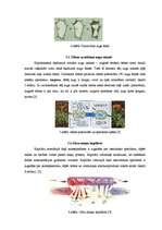 Konspekts 'Osmoze bioloģiskajās sistēmās', 5.