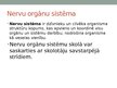 Prezentācija 'Orgānu sistēma', 5.