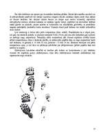 Referāts 'Brūnais lācis', 10.