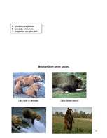 Referāts 'Brūnais lācis', 11.