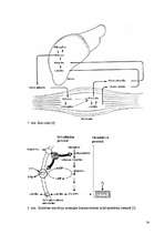 Referāts 'Laktāta metabolisms cilvēka organismā un to ietekmējošie faktori', 34.