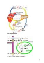 Referāts 'Laktāta metabolisms cilvēka organismā un to ietekmējošie faktori', 35.
