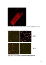 Referāts 'Laktāta metabolisms cilvēka organismā un to ietekmējošie faktori', 36.