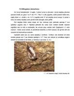 Referāts 'Kazu gravā sastopamo naktssikspārņu Myotis apakšdelmu morfometrija', 12.