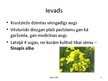 Prezentācija 'Sinepes, to audzēšanas tehnoloģija un izmantošana', 3.