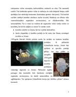 Referāts 'Kā radās dzīvība', 2.