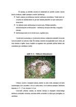 Referāts 'Kulta akmeņi Latvijā - to īpatnības, simbolika un svētzīmes', 8.