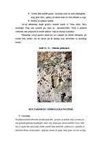 Referāts 'Kulta akmeņi Latvijā - to īpatnības, simbolika un svētzīmes', 10.